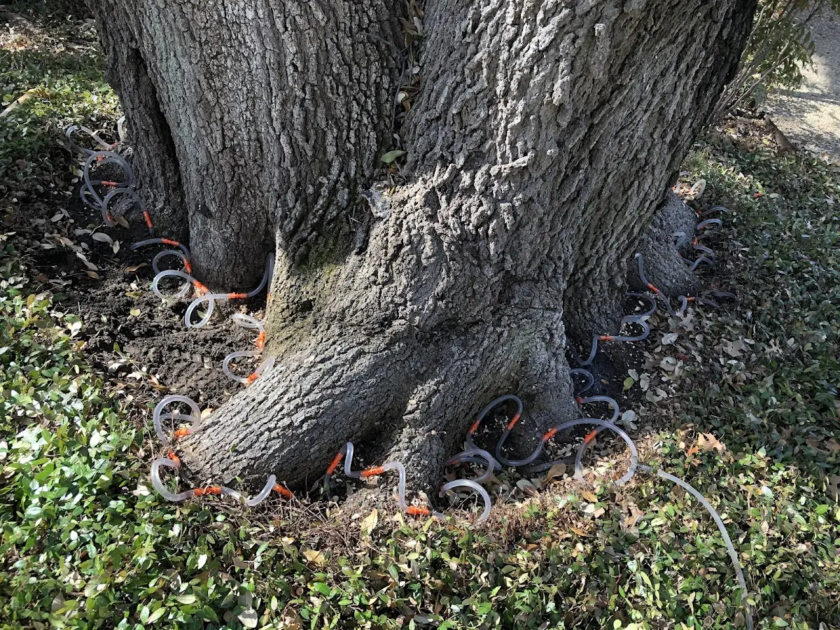 Detailed Tree Cabling and Bracing job site in Spragueville