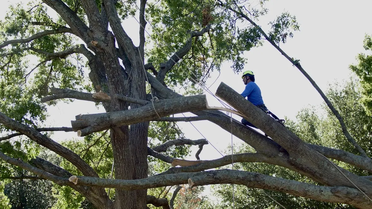 Professional Crown Thinning performed by certified arborists in Spragueville